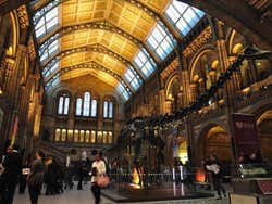 Natural History Museum, Hall