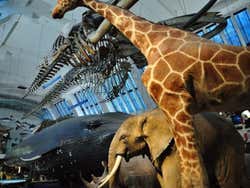 Natural History Museum, biodiversity
